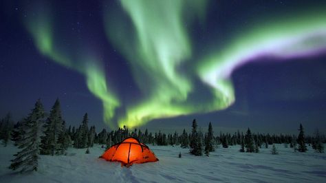 #AuroraBorealis #Nacht  #Winter #Schnee Aurora Borealis Canada, Camping Pictures, Aurora Lights, Lights Ideas, Northern Lights (aurora Borealis), Winter Schnee, Aurora Borealis Northern Lights, Boreal Forest, See The Northern Lights