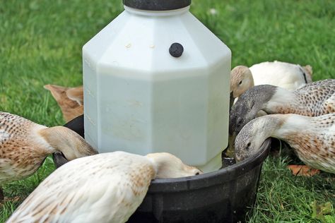 This looks like the perfect waterer for ducks.  :) Diy Duck Waterer, Duck Waterer, Duck Feeder, Duck Pens, Urban Chicken Farming, Backyard Ducks, Duck Breeds, Duck Coop, Duck Farming