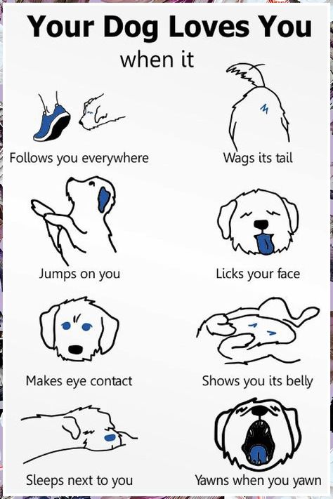 Dog Training - Fantastic! I like them - Visit to See More NOW! Dog Body Language, Dog Remedies, Dog Language, Dog Brain, Dog Tips, Dog Facts, Dog Hacks, Dog Care Tips, Pet Hacks