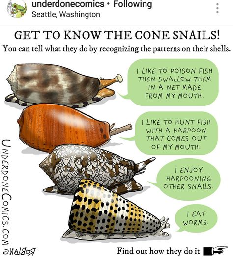 Cone Snail, Venomous Animals, Eating Fish, Shell Pattern, Beginner Painting, Hunting Fishing, Venom, Google Images, Fish