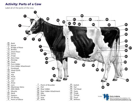 Parts of a Dairy Cow key Beef Parts, Dairy Science, Parts Of A Cow, Milk Facts, Cow Facts, Teach Ag, Ag Science, Livestock Judging, Horse Trough