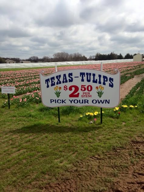 Texas tulips Texas Summer Aesthetic, Texas Tulips, Texas Vibes, Texas Aesthetic, Texas Summer, Americana Aesthetic, Nothing But Flowers, Spring Mood, Vintage Americana