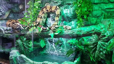 Rainbow Boa Enclosure, Boa Enclosure Ideas, Green Tree Python Enclosure, Boa Constrictor Enclosure, Python Terrarium, Boa Enclosure, Snake Tanks, Snake Habitat, Ball Python Pet