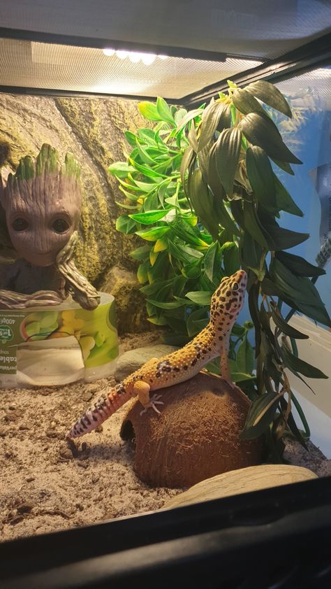 Leapord Gecko Habitat, Lepord Gecko Habitat Ideas Aesthetic, Leapord Gecko Cages, Lizard Tank Ideas, Leapord Gecko Habitat Ideas, Cute Leopard Gecko Tank Ideas, Leopard Gecko Terrarium Ideas, Leopard Gecko Cage, Terrarium Animals