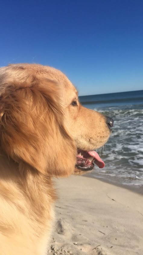 Golden Retriever Lockscreen, Dog Lockscreen, Golden Retriever Wallpaper, Dog On The Beach, Dog Snapchats, Golden Retriever Baby, Summer Puppy, Cute Dog Photos, Cute Dog Pictures