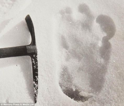 'Yeti footprint' pictures that sparked debate on mythical creature's existence taken by British explorer during 1951 Everest expedition emer... Yeti Bigfoot, Ghost Sightings, Bigfoot Sightings, Abominable Snowman, Bigfoot Sasquatch, Himalayan, Mythical Creatures, Archaeology, Supernatural