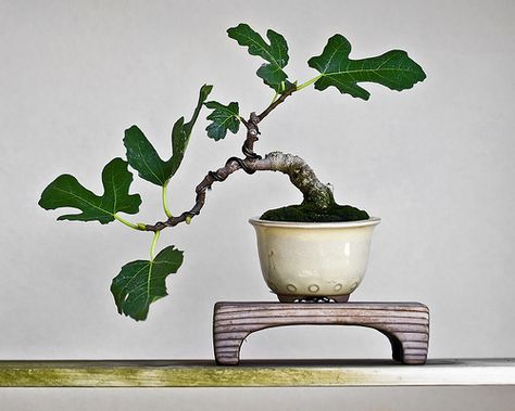 Bonsai Fig Varieties, Growing Bonsai, Bonsai Ficus, Ficus Carica, Mame Bonsai, Fig Trees, Plant Succulents, Mini Bonsai, Bonsai Art