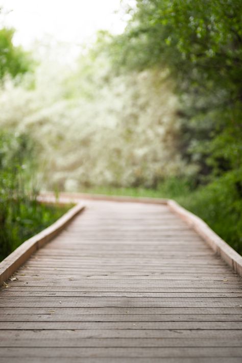 Digital photography background featuring a wooden boardwalk surrounded by greenery and trees for image compositing. Our handmade digital background is meticulously crafted from the finest quality images. Each background is created by a professional photographer and hand edited. - - - - - - - - - - - - - - - - - - - - PREMIUM QUALITY: We use only the highest quality images to hand make our digital photography backgrounds and they create beautiful portraits and fine art photography.  FULL LIFETIME Outside Background For Editing, Background For Half Photo, Background Images Outdoor, Nature Photoshoot Background, Portrait Background For Editing, Photo Shop Background, Photoshoot Background Editing, Outdoor Photography Backdrops, Park Background For Editing