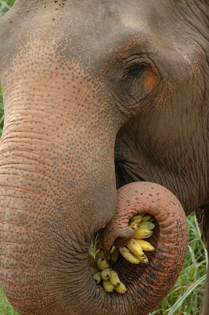 Elephant eating bananas. #ivoryforelephants #stoppoaching #elephants for #ivory ! #animals #killthetrade Richard Laeton, Elephant Eating, Elephants Never Forget, Wild Kingdom, Save The Elephants, Elephant Love, Animal Totems, An Elephant, Amazing Animals