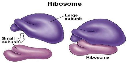 Cell Analogy, Prokaryotic Cell, Cell Parts, Biology Revision, Human Biology, Cells Project, Cell Organelles, Eukaryotic Cell, A Level Biology