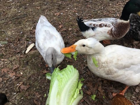 Duck Pen, Duck Feed, Backyard Ducks, Duck Coop, Duck Farming, Raising Ducks, Pet Ducks, Backyard Chicken Farming, Duck House