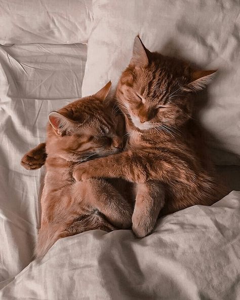 Cat Cuddle Aesthetic, Cat Couple Aesthetic, Cute Cats Hugging, Hug Aesthetic, Cats Hugging, Cuddle Cat, Cat Hugging, Trending Summer Nails, Animals Aesthetic