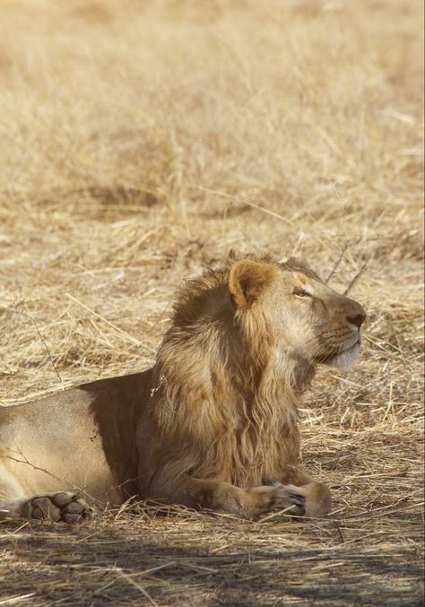 #sasangir #girnationalpark #forest #wildlife #wildlifephotography #lion #gujarat #natgeo #natgeowild #indianwildlife @sasan_gir_forest @ourplanet @ourplanet @animalplanetindia @shaazjung @natgeoyourshot @gujarattourism @animalplanet Gir Forest Photography, Sasan Gir, Gir Forest, Forest Wildlife, Forest Photography, Animal Planet, Wildlife Photography, Lion, National Parks