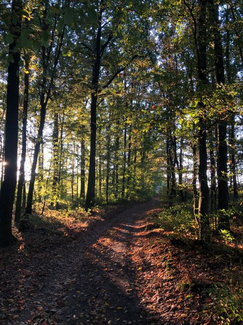 Running Forest Aesthetic, Running In The Forest Aesthetic, Running In Forest, Running In Nature, Forest Running, Run Photography, Melanie Harlow, Catherine Cowles, Early Morning Runs