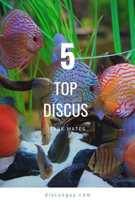 Discus are amazing freshwater fish, but what are some other tank mates you can keep with them? Discus Fish Tank, Throwing Discus, Discus Fish Wallpaper, Discus Aquarium Design, Clown Loach, Discus Tank, Discus Aquarium, Companion Animals, Community Tanks