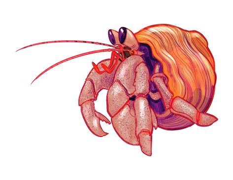 Hermit Crab Illustration, Hermit Crab Drawing, Cute Hermit Crab, Crab Drawing, Funny Animal Pics, Crab Cartoon, Pet Aesthetic, Crab Illustration, Pineapple Illustration