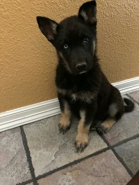 Gerberian shepsky puppy Gerberian Shepsky Puppy, Shepsky Puppy, Husky Shepherd, Gerberian Shepsky, German Shepherd Husky Mix, Hybrid Dogs, Bae Goals, Husky Mix, Pretty Dogs