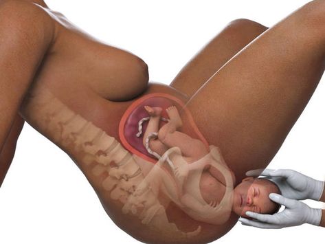 Fetal Development Week By Week, Baby Development In Womb, Baby In The Womb, Home Pregnancy Test, Baby Delivery, Basic Anatomy And Physiology, Medical Videos, Post Baby Body, Baby Fat