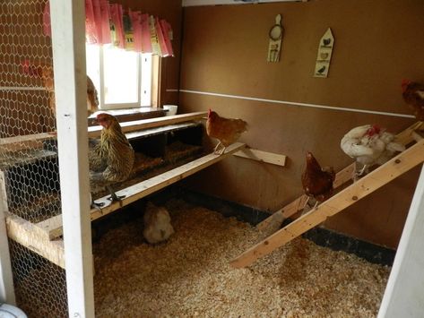 Chicken Coop Interior, Coop Interior, Small Chicken Coop, Small Chicken Coops, Blue Chicken, Crazy Chicken, Chicken Coop Designs, Small Chicken, Chicken Lady