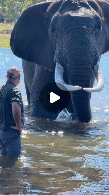 Wildest Africa on Instagram: "Meeting a giant elephant 😳 what a wild experience! #wildestafrica — 📸 @ivan.carter   TRAVEL • ADVENTURE • WILDLIFE • CULTURE . . . . #elephants  #africa #wildlife #safari #wildlifephotography   Elephant | Africa | Luxury Safari | Safari | Safari Drive | Wildlife Photography | Wild Animals | Safari in Africa | Zimbabwe" Africa Wildlife Photography, Africa Safari Photography, South African Animals, African Animals Photography, African Wildlife Photography, Africa Luxury, Safari In Africa, Wild Animals Videos, Safari Photography