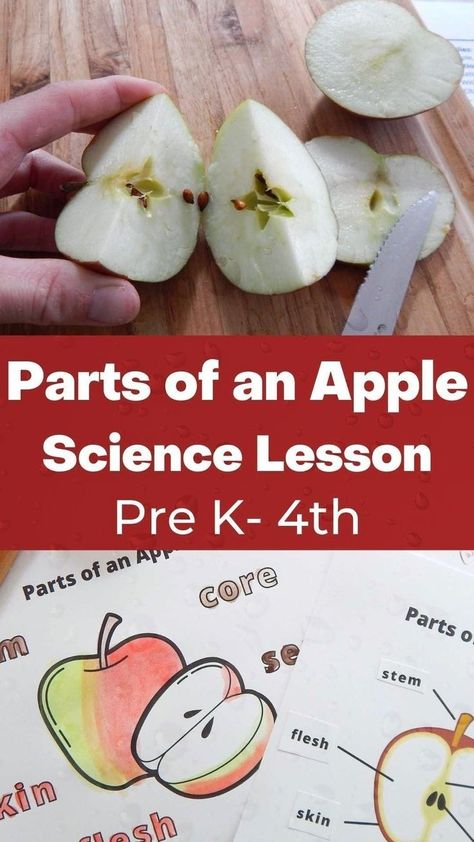 Nature, September Preschool Themes, Preschool Apple Unit, Apple Lesson Plans, Parts Of An Apple, Apple Science Experiments, Apple Science, Homeschooling Elementary, Apple Picking Season