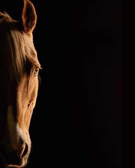 Horse Face Photography, Dragon Wallpaper Iphone, Iphone Wallpaper Video, Wallpaper Iphone Summer, Horse Face, All About Horses, Horse Portrait, Brown Horse, Horse Drawings