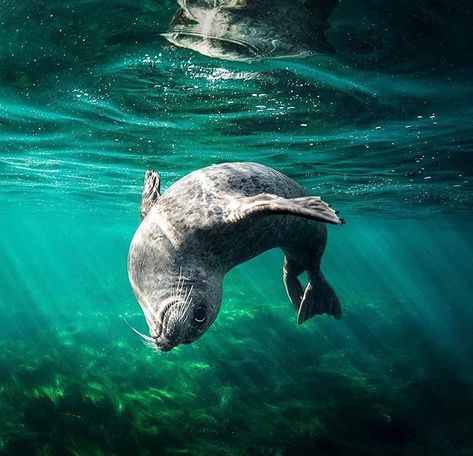 Harbor Seal Photography, Seal Underwater, Harbour Seal, Seal Swimming, Painted Animals, Book Vibes, Water Creatures, Save Our Oceans, Photography Day