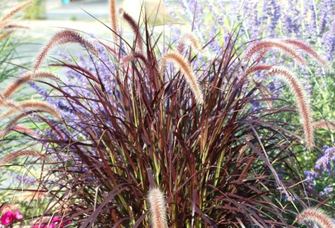 More great ideas for a deer resistant landscape Deer Resistant Ornamental Grasses, Red Fountain Grass, Deer Resistant Landscaping, Deer Repellent, Kilz Primer, Deer Proof Plants, Deer Resistant Garden, Vertical Garden Plants, Texas Landscape