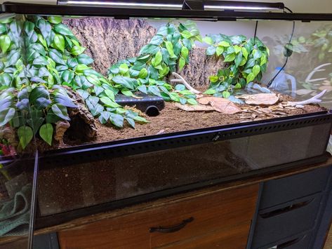 Tiger Salamander Enclosure, Salamander Terrarium, Dr Bedroom, Tiger Salamander, Diy Reptile, Snake Enclosure, Reptile House, Terrarium Ideas, Reptile Room