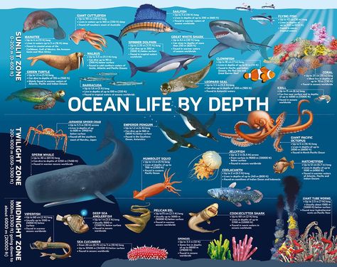 ocean zones feet - Yahoo Image Search Results Marine Animals Poster, Ocean Animals Poster, Aquatic Animals Chart, Midnight Zone Ocean Animals, Marine Biology Sea Turtles, Ocean Zones, Ocean Habitat, Ocean Projects, Ocean Science