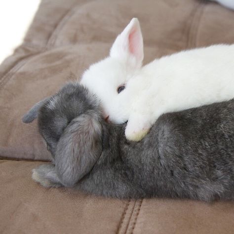 Bunny love Crazy Bunny Lady, Two Rabbits, Pet Rabbits, Cute Bunny Pictures, Pet Bunny, Bunny Pictures, Bunny Lovers, Bunny Rabbits