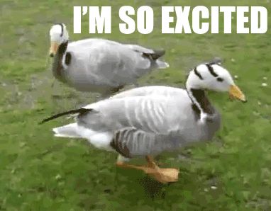 Dancing Duck GIF - Dancing Ducks - Discover & Share GIFs So Excited Gif, Excited Gif, Dancing Duck, Pride Weekend, Queen's University, Funny Duck, Destiny's Child, Happy Dance, Comic Sans