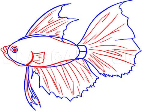 How To Draw A Betta, Step by Step, Drawing Guide, by Dawn | dragoart.com Croquis, Beta Fish Drawing, How To Draw Fish, Fish Anatomy, Fish Stencil, Fish Sketch, Koi Fish Drawing, Drawn Fish, Fish Drawing