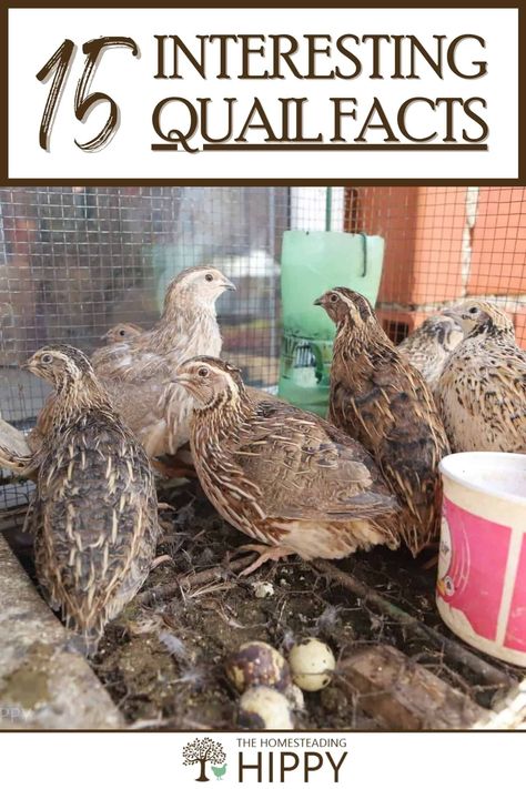 Quail Indoors, Quail Garden, Mosquito Trap Diy, French Angora Rabbit, Quail House, Button Quail, Quail Coop, Raising Quail, Dust Bath