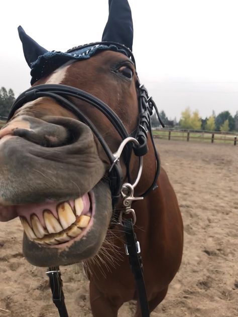 Horse Showing Teeth, Horse Pictures Funny, Horse Funny Pictures, Silly Horses Pictures, Horses Being Silly, Dapple Grey Horse Aesthetic, Horse Asethic Pictures, Goofy Horse, Funny Horse Face