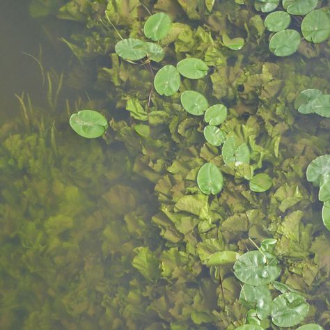 River Underwater, River Plants, River Aesthetic, Underwater River, Creative Writing Inspiration, River Monsters, Live Aquarium Plants, Water Pond, Cover Artwork