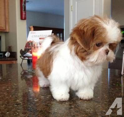 The 25 Cutest Pictures of Imperial Shih Tzus - The Paws Dog Grooming Shih Tzu, Teacup Shih Tzu, Shih Tzu Breeders, Imperial Shih Tzu, Best Small Dogs, Shitzu Dogs, Shitzu Puppies, Cute Teacup Puppies, Shih Tzu Puppies