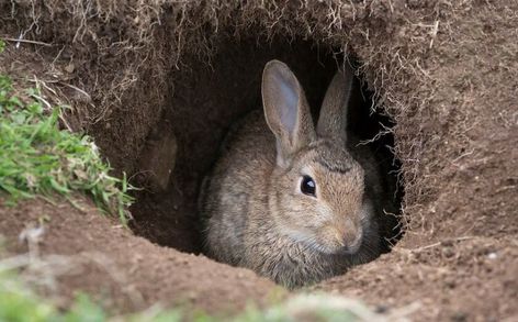 Playful Bunnies: Toys for Rabbits Rabbit Burrow, Toys For Rabbits, Wild Rabbits, Rabbit Jumping, Rabbit Hide, Agility Training For Dogs, Wild Rabbit, Watership Down, White Rabbits