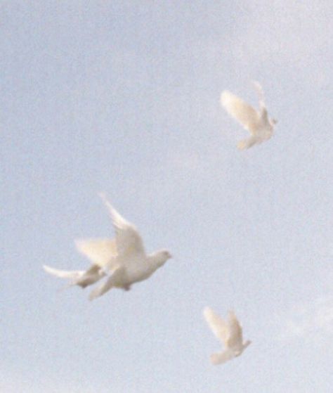 White Doves, Birds Flying, The Sky, Birds, White