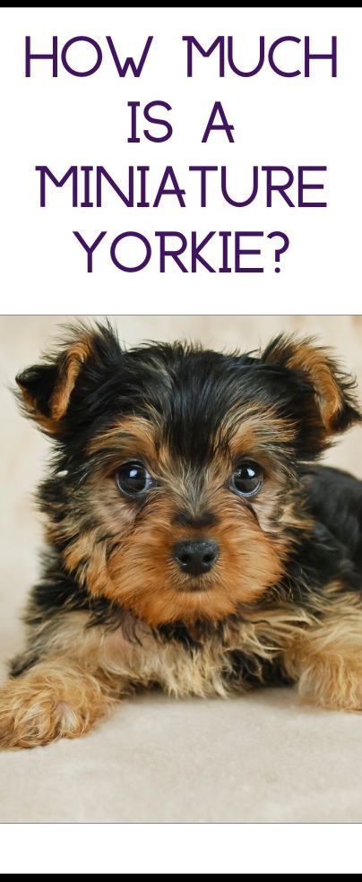 Teacup Yorkie Puppy Haircut, Teacup Yorkies For Sale Near Me, Little Dogs That Stay Small, Teacup Yorkie Puppies For Sale Near Me, Cute Yorkies, Yorkie Puppy Girl, Yorkie Teacup Puppies, Miniature Yorkie, Yorkie Puppy Haircuts