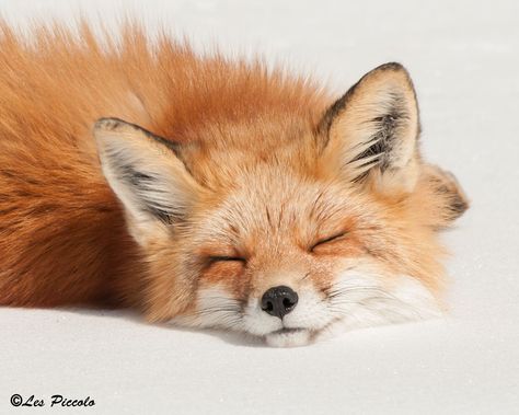 Red Fox, Rasy Koni, Fox Pictures, Haiwan Lucu, Animale Rare, Pet Fox, Haiwan Peliharaan, Fox Art, Cute Fox