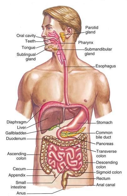 Digestive System Diagram, Human Body Vocabulary, Digestive System Anatomy, Anatomy Organs, Human Body Science, Human Digestive System, Sistem Pencernaan, Human Body Organs, Gastrointestinal System