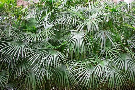 Rhapidophyllum hystrix (Needle Palm) Needle Palm, Palm Trees For Sale, Fan Palm, Foundation Planting, Fast Growing Trees, Cold Frame, New Roots, Mediterranean Garden, Tree Care