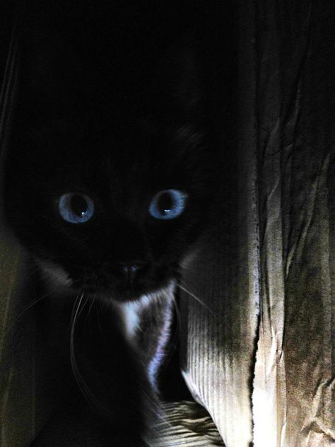 . Black Cat Aesthetic Blue Eyes, Black Cat With Blue Eyes Aesthetic, Black Cats Blue Eyes, Animals With Blue Eyes, Black Cats With Blue Eyes, Black Cat Blue Eyes, Black Cat With Blue Eyes, Blue Eyes Cat, Coraline Cat