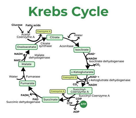 Krebs Cycle or Citric Acid Cycle - GeeksforGeeks Kerbs Cycle, Krebs Cycle Notes, Krebs Cycle Mnemonic, Krebs Cycle Diagram, Carbon Cycle Diagram, The Nitrogen Cycle, Environmental Science Activities, Software Design Patterns, What Is Software