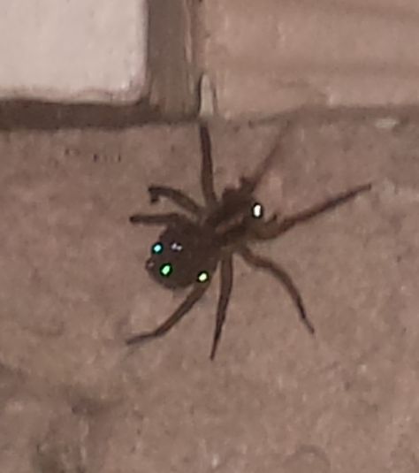 Proud Wolf Spider Momma Avengers Compound, Australian Gothic, Tapetum Lucidum, Wolf Spider, Trans Boys, Glowing Eyes, White Eyes, Aesthetic Quotes, Random Pics