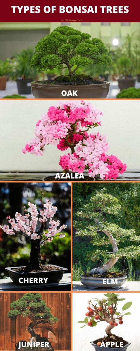 List of types of bonsai trees. Different Types Of Bonsai Trees, Apple Bonsai, Bonsai Cherry Tree, Oak Bonsai, Types Of Bonsai Trees, Flower Symbols, Bonsai Azalea, Juniper Plant, Azalea Bonsai