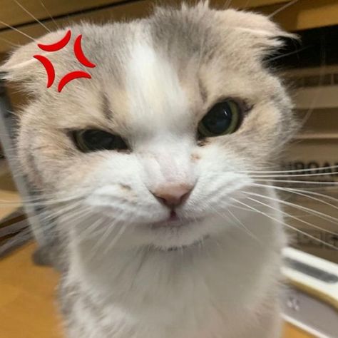 Cat With Tongue Out, Cat Profile Picture Aesthetic, Icons Gatos, Angry Pfp, Cat Surprised, Cute Angry Cat, Cat Profile Picture, Cat Smiling, Surprised Cat