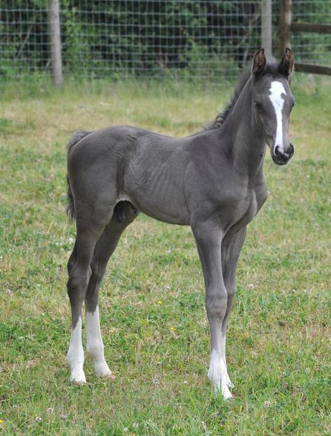 Grey foal. I'd love a horse this color. This is gorgeous <3 Baby Horses, Cute Foal Pictures, Ahal Teke, Cai Sălbatici, Rasy Koni, Most Beautiful Horses, Grey Horse, Horse Crazy, Cute Horses