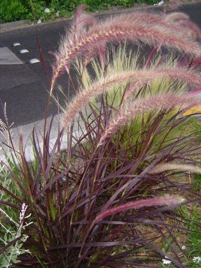 Ornamental Grasses In Pots, Landscape Grasses, Red Fountain Grass, Ornamental Grass Landscape, Landscape Beds, Garden Critters, Fountain Grass, Gardening Inspiration, Landscape Inspiration